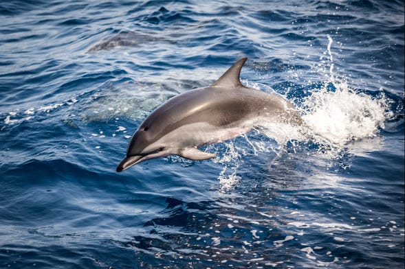 Avistamento de golfinhos na Fuseta