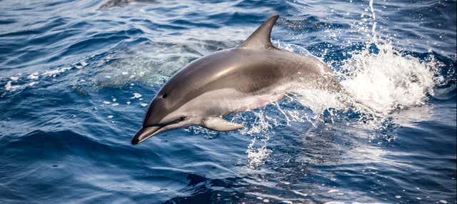 Avistamiento de delfines en Fuzeta