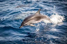 Avvistamento di delfini a Fuzeta