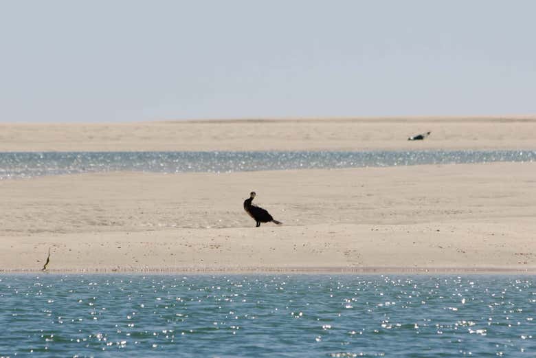 Oiseau du Parc Naturel de Ria Formosa