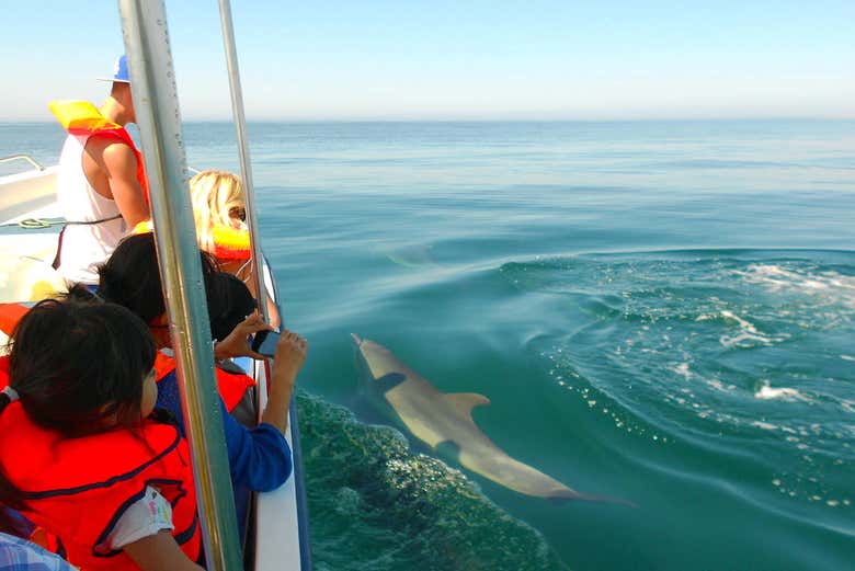 Observation de dauphins