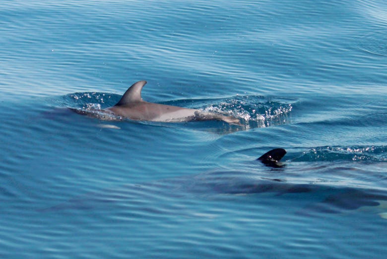 Observation de dauphins 