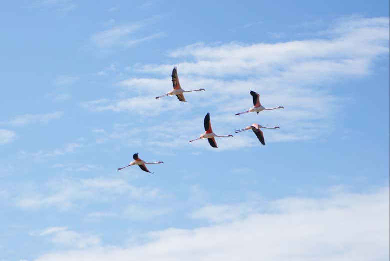 Flamants rose qui survolent la Ria Formosa