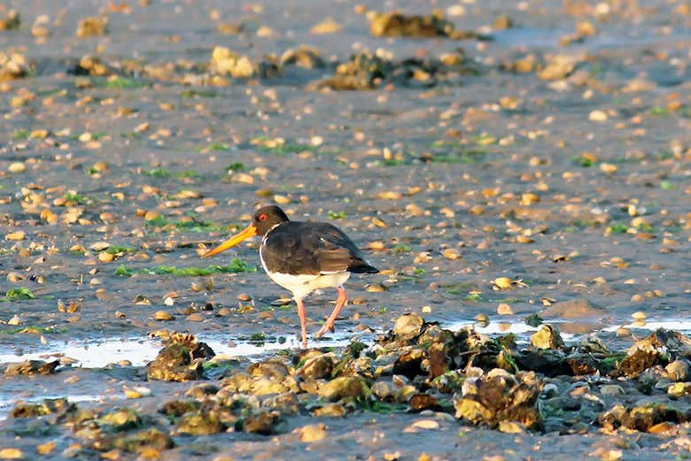Observation d'oiseaux au Portugal