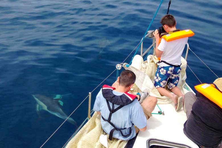 Dauphins qui nagent près du bateau