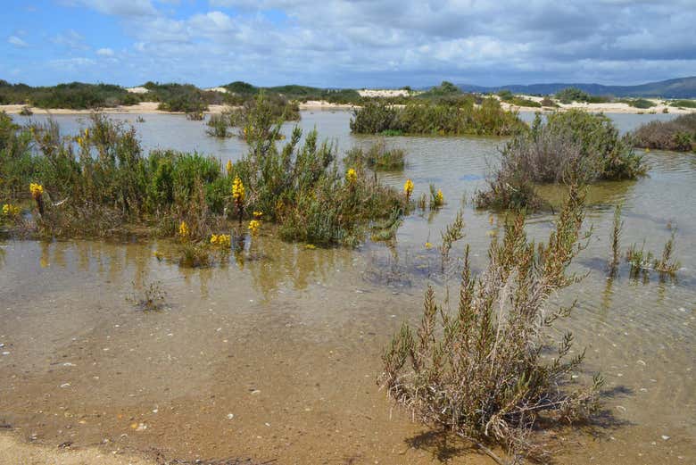 Marshland in the Natural Park