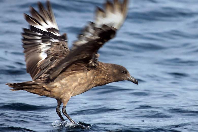 Oiseau près de l'eau