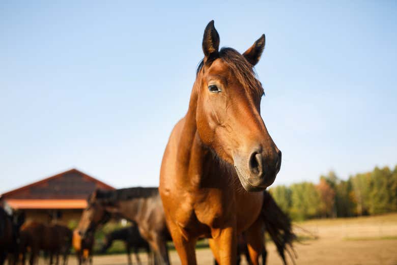 Um simpático cavalo!