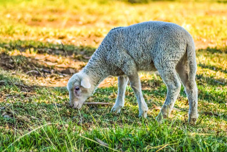Você conhecerá os campos de pastoreio