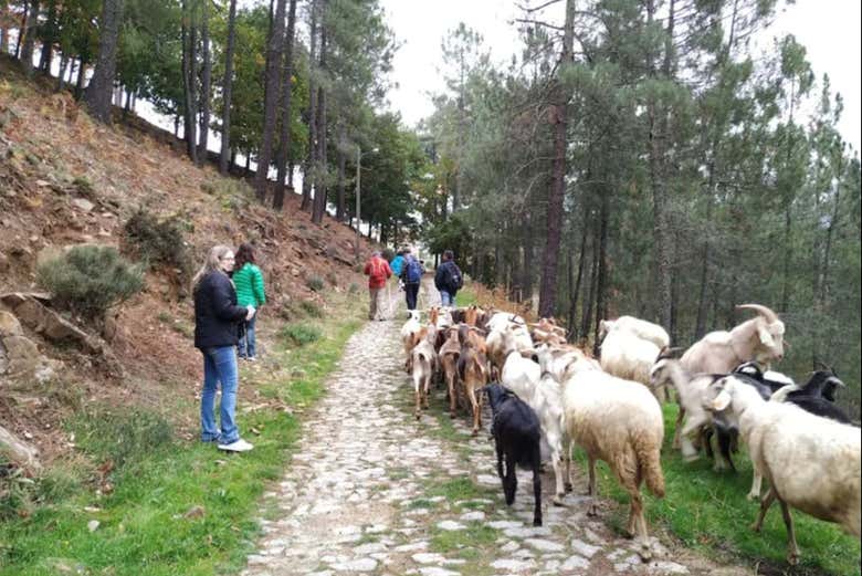 Desfrutando da visita à fazenda de ovelhas