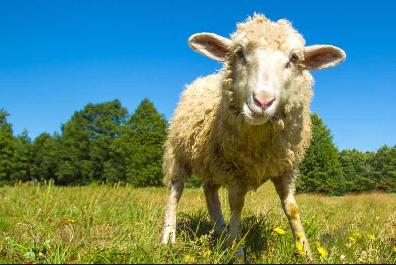 Uma simpática ovelha!