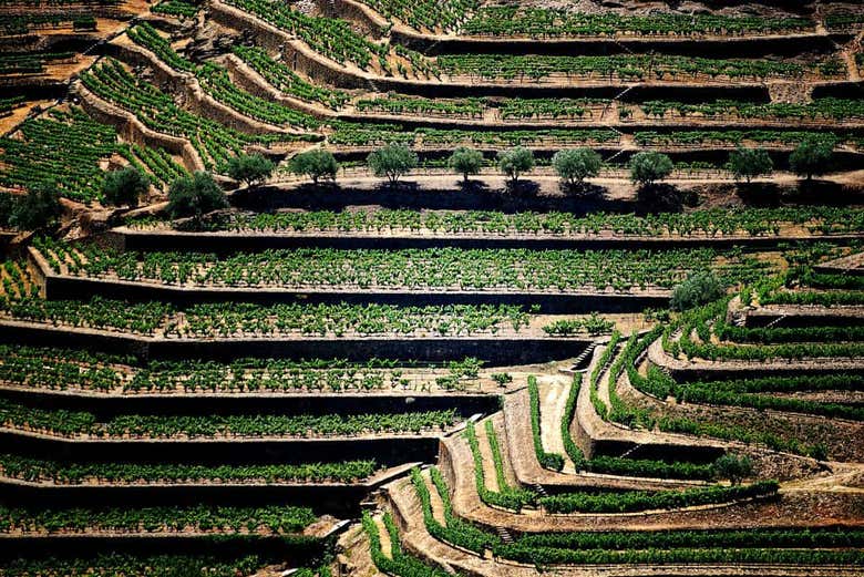 Douro vineyards