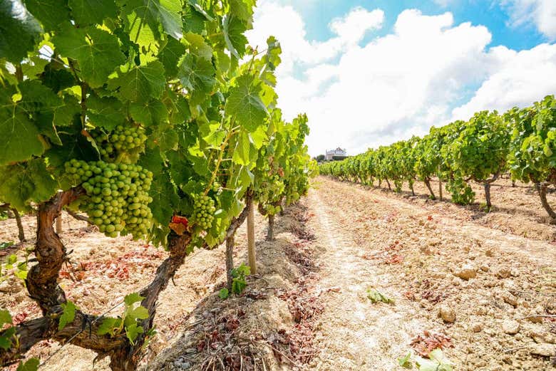 Douro wine region