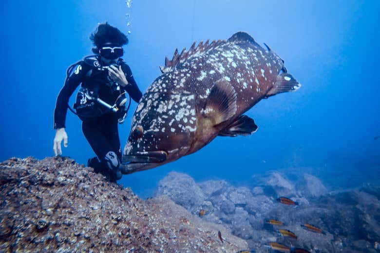 Diving in the waters of Faial