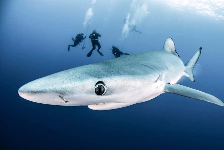 Vous verrez les requins de près