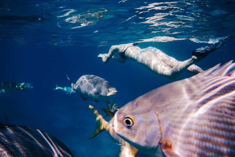 Snorkel en el atlantico