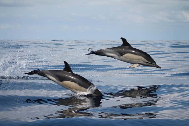 Avistamento golfinhos na costa da ilha do Faial