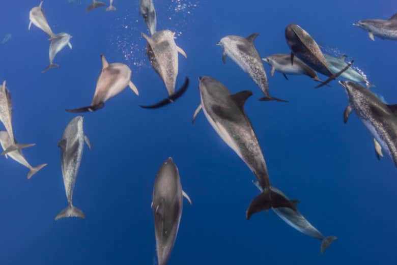 A school of Dolphins