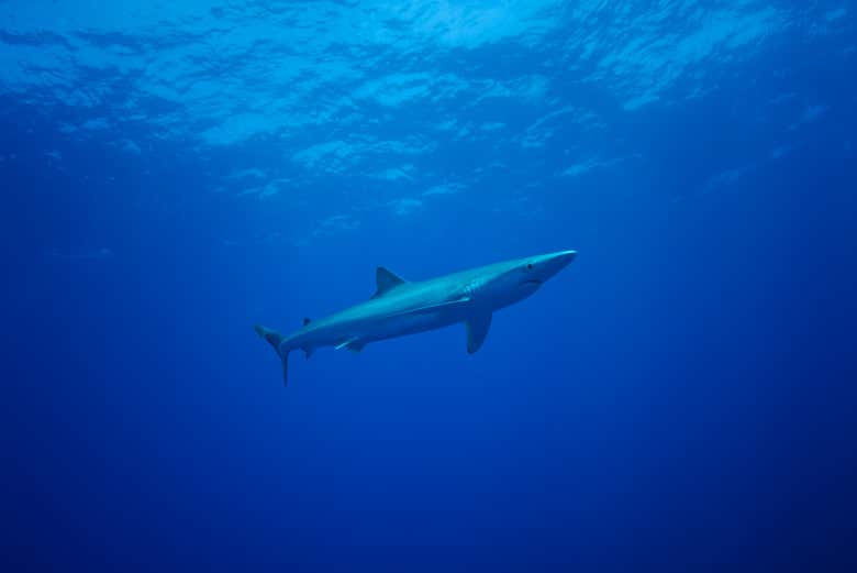 Requin bleu nageant dans les eaux des Açores