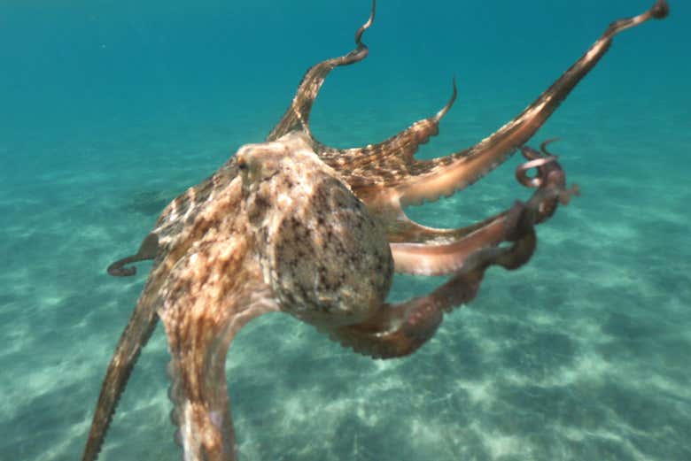 Pulpo en isla faial