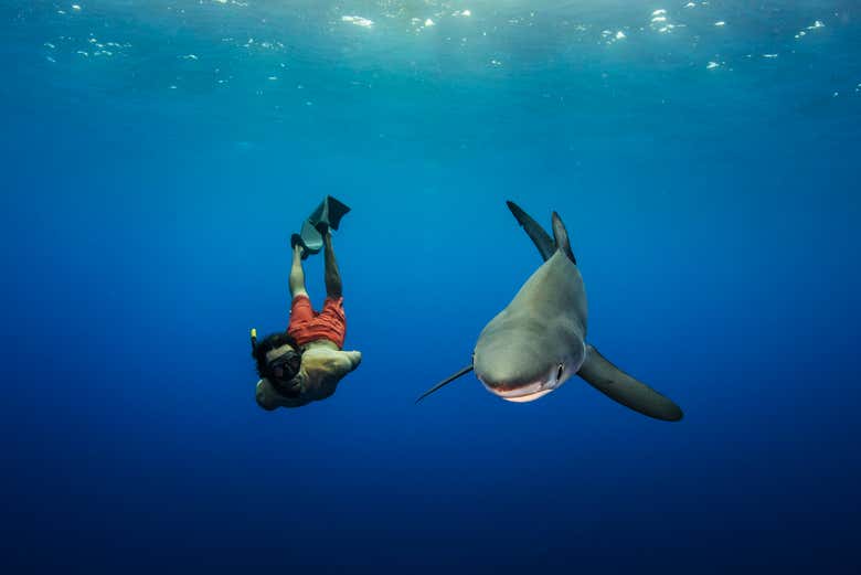 Snorkeling avec des requins sur l'île de Faial