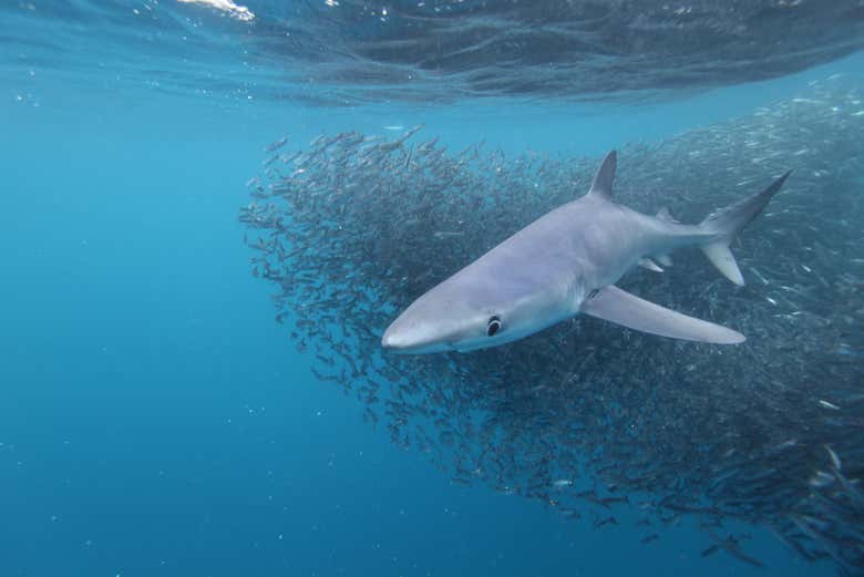 Un requin bleu à côté d'un banc de poissons