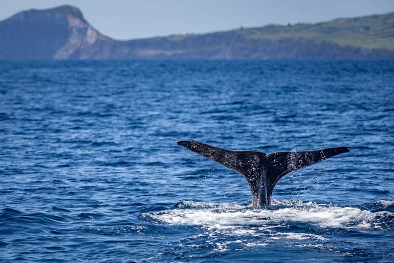 Em contato com as criaturas marinhas