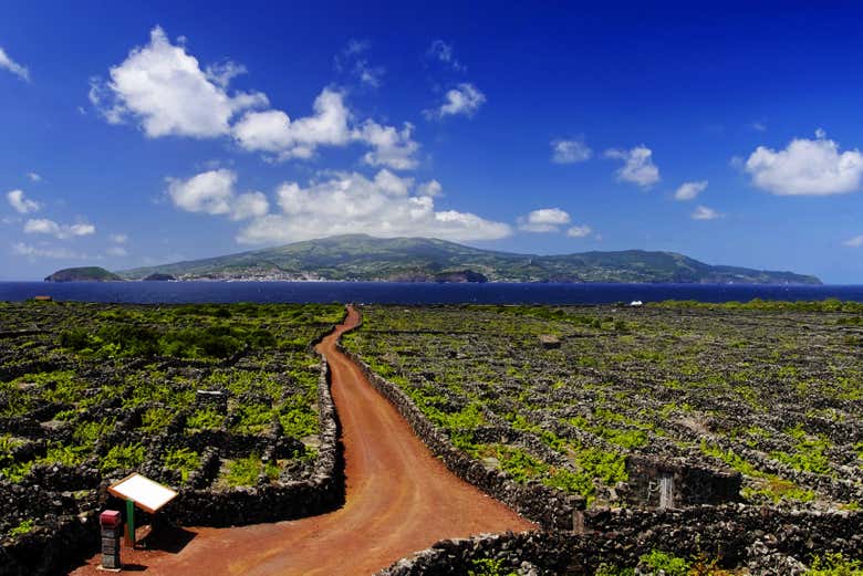 Contemplez le paysage de vignobles sur l'île de Pico