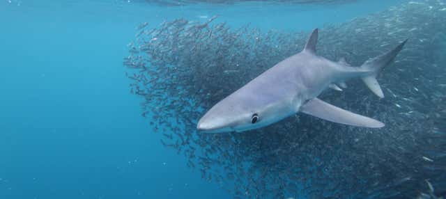 Snorkel con tiburones en la isla de Faial