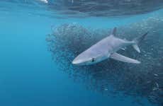Snorkel con tiburones en la isla de Faial