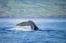 Faial Whaling Tradition Tour