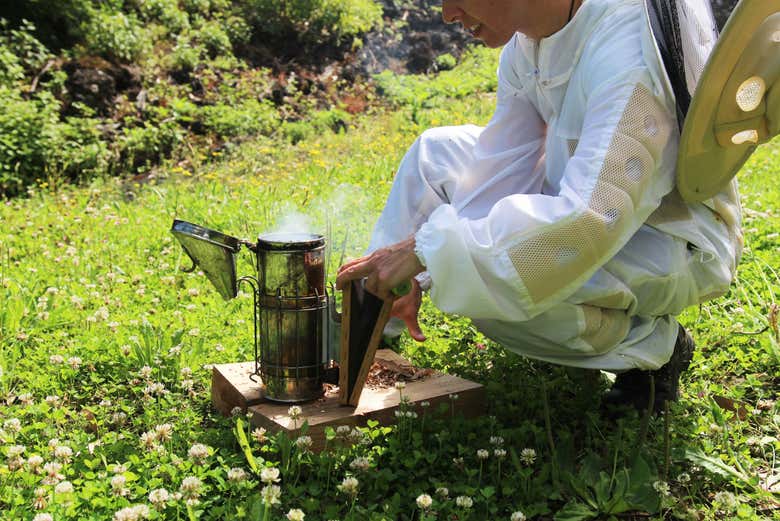 Beekeeper using smoke to open the honeycomb