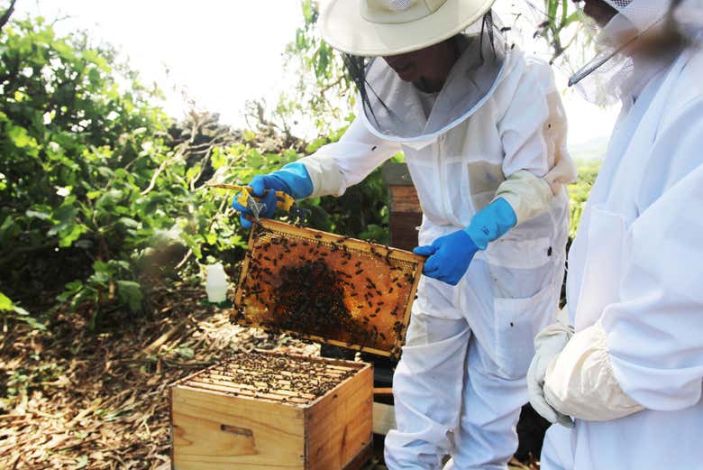 Apicultores con un panal de abejas