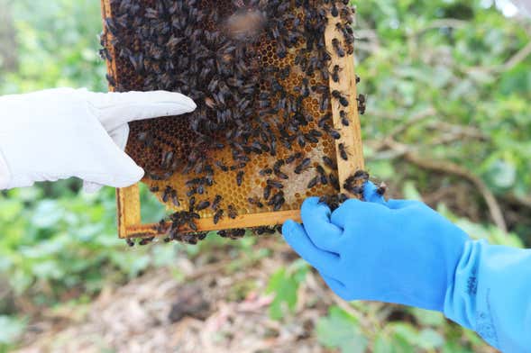 Visita a la granja de abejas Apiário Margaridas