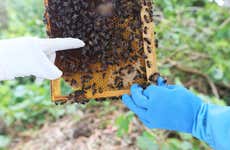 Visita a la granja de abejas Apiário Margaridas