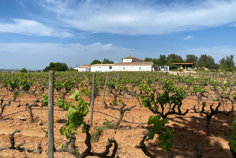 Visit this vineyard in the Algarve