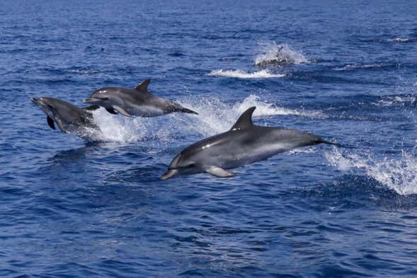 Avistamiento de delfines en Lagos