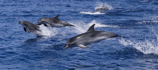Avistamiento de delfines en Lagos