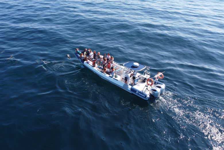 Avistamiento de delfines comunes