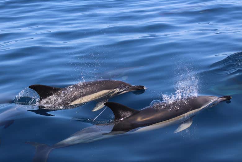 Delfín común, la especia más avistada