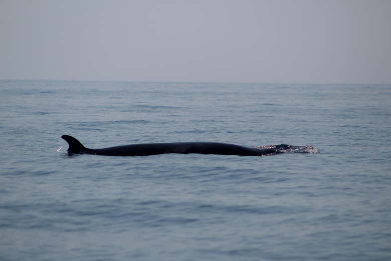 Observez des dauphins