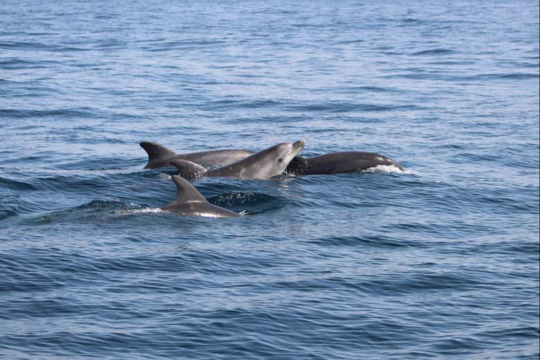 Des dauphins dans leur habitat naturel