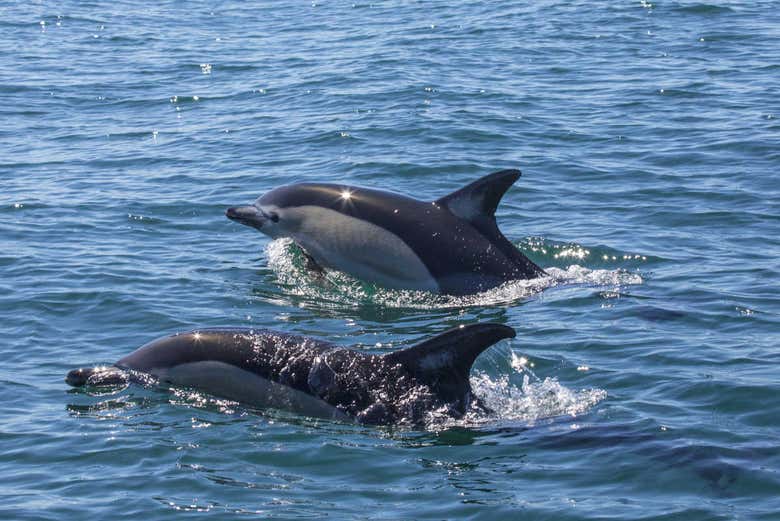 Dauphins sur la côte portugaise