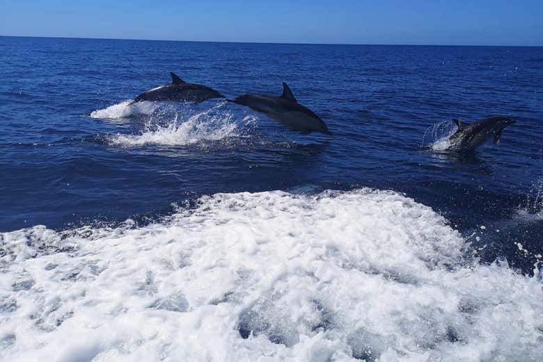 Dauphins de l'Atlantique