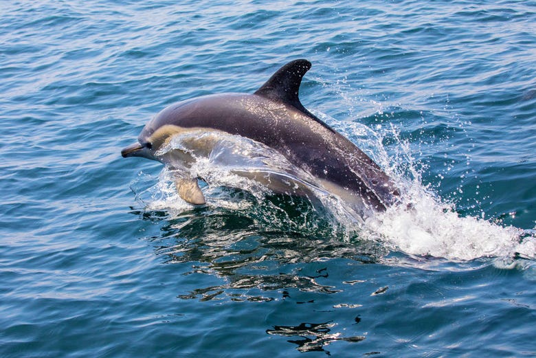 Delfín saltando en la costa de Lagos 