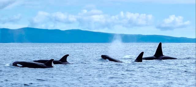 Avistamiento de cetáceos en la isla de Pico