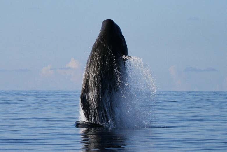 Ballena en el litoral meridional de Pico