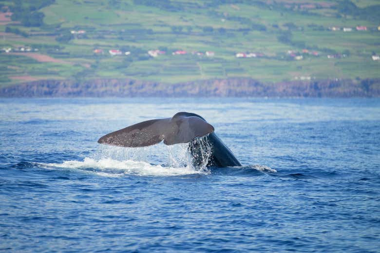 Ballena en aguas de la isla de Pico