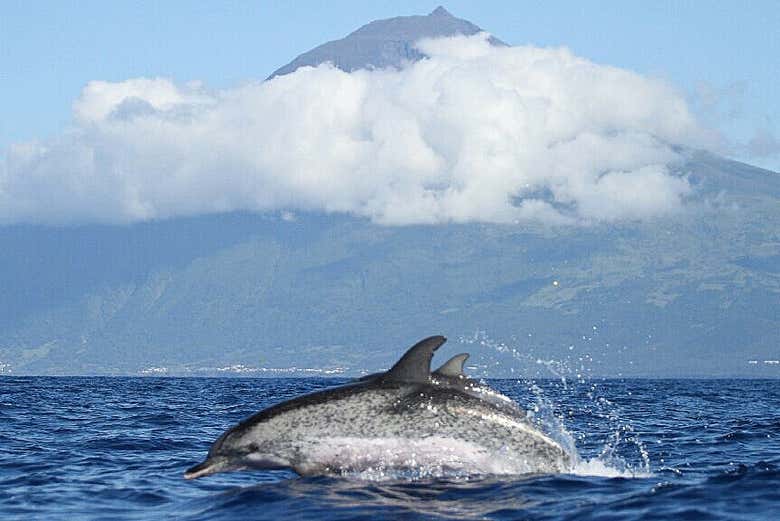Veremos muy de cerca a los delfines