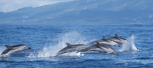 Nado con delfines en la isla de Pico